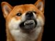 Dogecoin ‘Community Has Become Hyper Reactionary’ Over Proof-of-Stake Switch, Says Core Dev